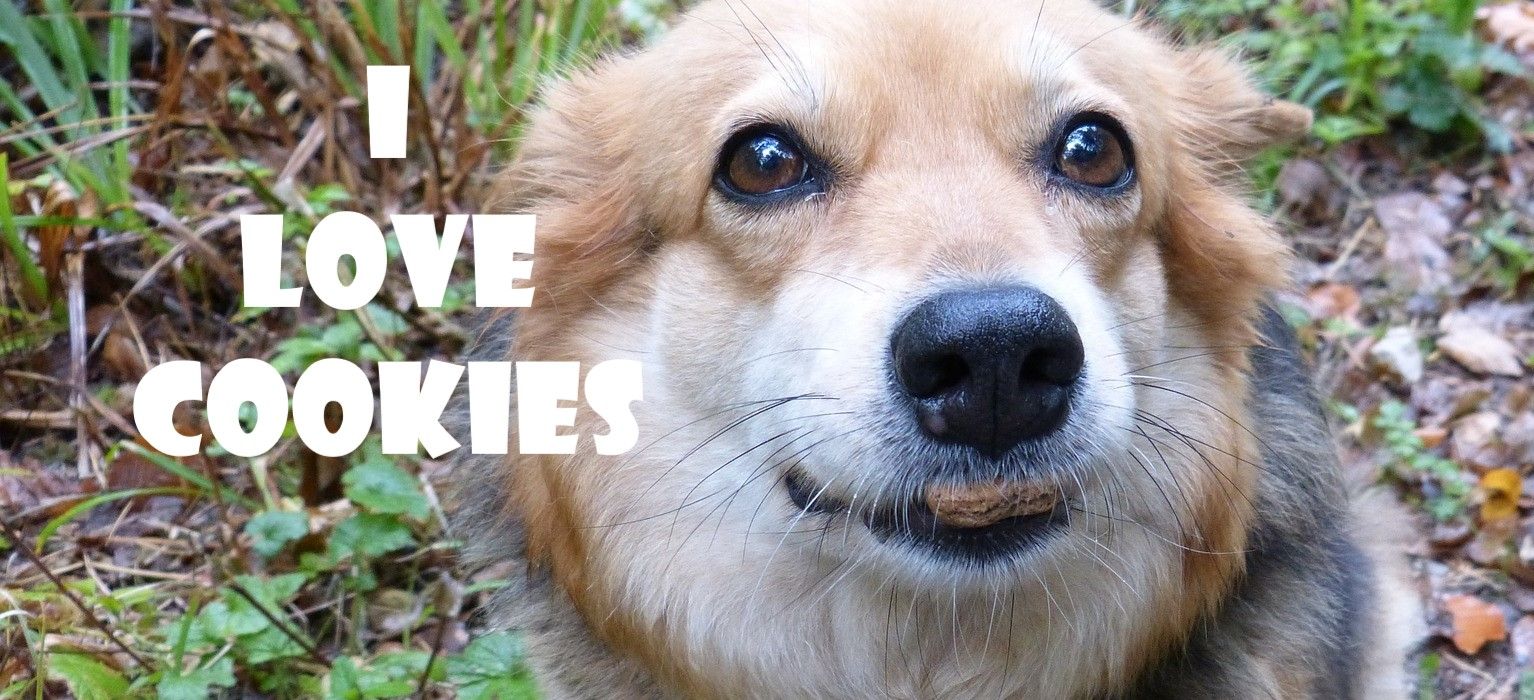 Dog Cookies - Dog trainer Barcelona